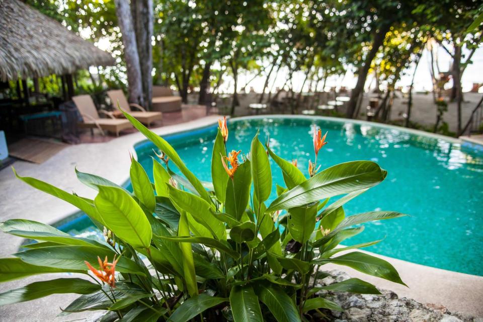 Hotel Arenas del Mar Beachfront & Rainforest Resort image